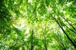 description-portes-bois-1