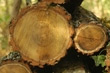 description-portes-bois-2